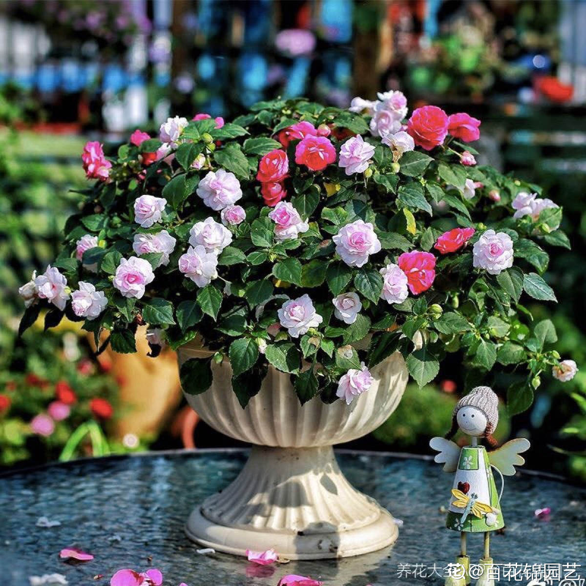 非洲凤仙绽放北方最大花卉基地，蔬菜种植增添新亮点