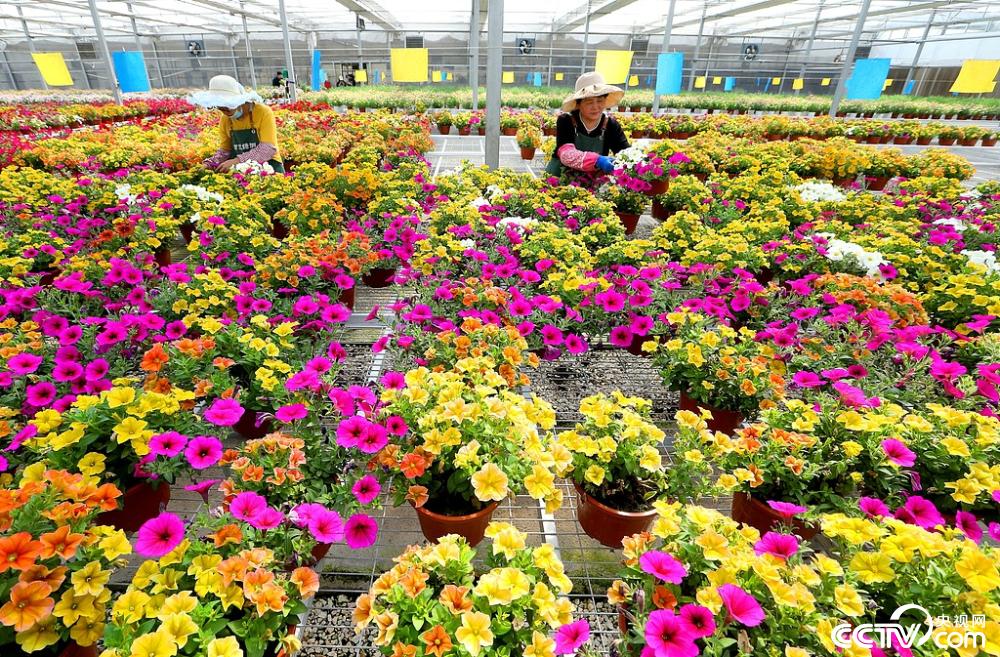 青岛春日花卉上市季 缤纷花色扮靓增收路
