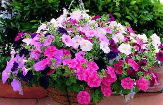 家庭种植花卉和蔬菜全面指南