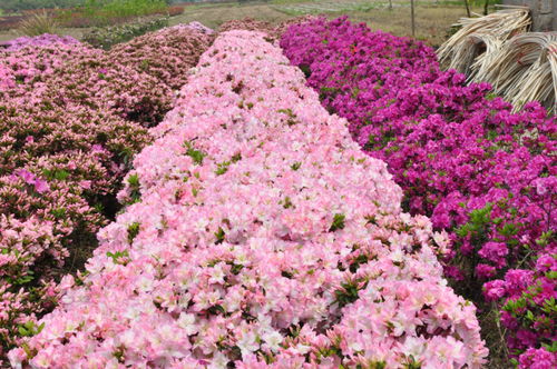 浙江金牛奖评选揭晓，杜鹃花王方永根为婺城蔬菜种植代言
