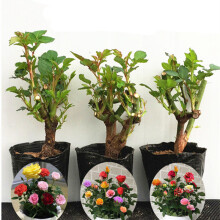 豆类种植 价格、图片、品牌与种植指南