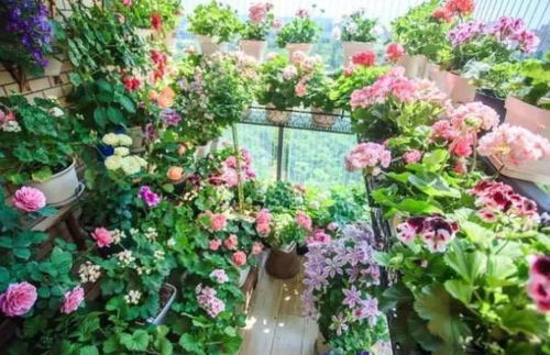 5种吉利花 美观好养，卧室种植助睡眠