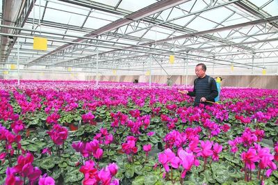 浪漫之城 美丽襄垣 花卉种植描绘生态宜居新画卷