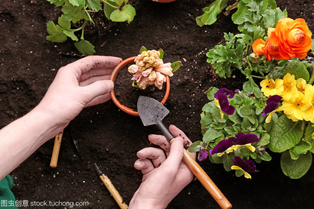 风信子花的种植与养护指南 女性花友的优雅之选